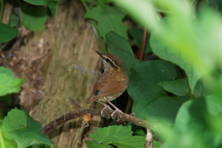 ヤブサメ（5月下旬）_f0090680_2115371.jpg