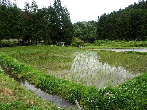6月4日の田んぼ(月光原小・西根小)_d0247484_11114957.jpg
