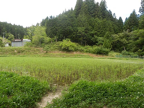 6月4日の田んぼ(月光原小・西根小)_d0247484_11121788.jpg
