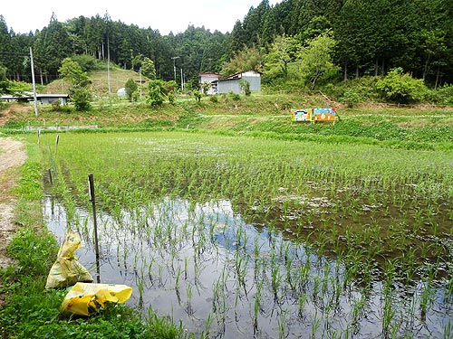 6月4日の田んぼ(月光原小・西根小)_d0247484_1202610.jpg