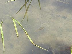 6月4日の田んぼ(月光原小・西根小)_d0247484_12265495.jpg