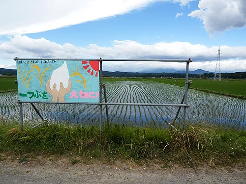 6月4日の田んぼ(緑ヶ丘小・北郷小)_d0247484_12301343.jpg