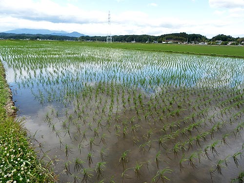 6月4日の田んぼ(緑ヶ丘小・北郷小)_d0247484_12495557.jpg