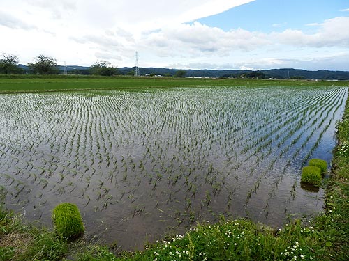 6月4日の田んぼ(緑ヶ丘小・北郷小)_d0247484_12504334.jpg