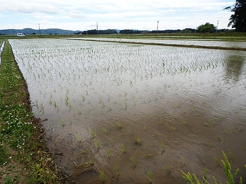 6月4日の田んぼ(目黒角田絆交流田)_d0247484_19275912.jpg