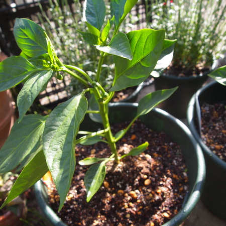 ミニパプリカを鉢植えで_a0292194_2131074.jpg