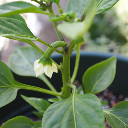 ミニパプリカを鉢植えで_a0292194_2134983.jpg