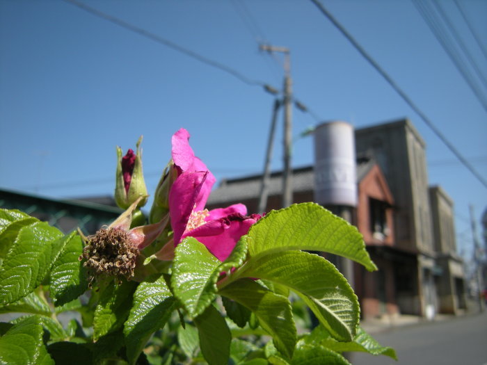 a0323196_20405149.jpg