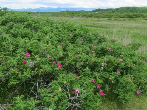 ハマナスの咲く海岸草原_c0340898_20251614.jpg