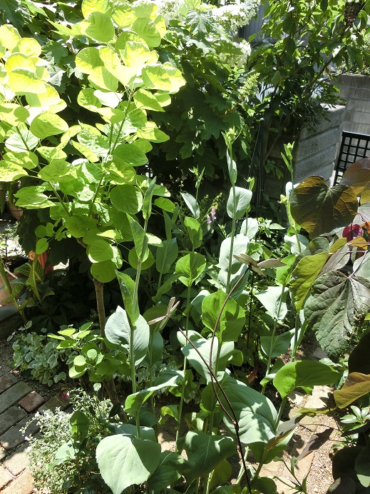 ルドベキア マキシマが咲くのももう少し Weekend Garden ルドベキア マキシマが咲くのももう少し Weekend Garden