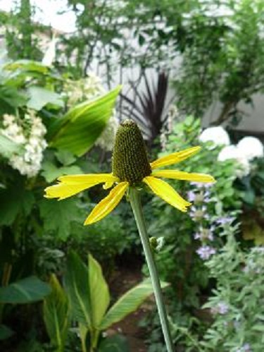 ルドベキア マキシマが咲くのももう少し Weekend Garden ルドベキア マキシマが咲くのももう少し Weekend Garden