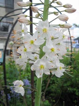 今日も花花～_f0316507_14240549.jpg