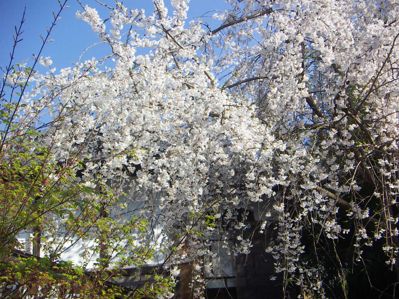 f0173908_4324246.jpg