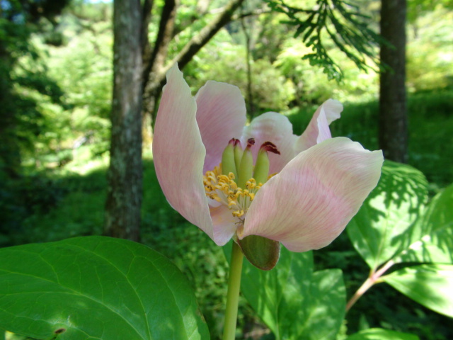 赤花山芍薬の花…2015/6/5_f0231709_191769.jpg