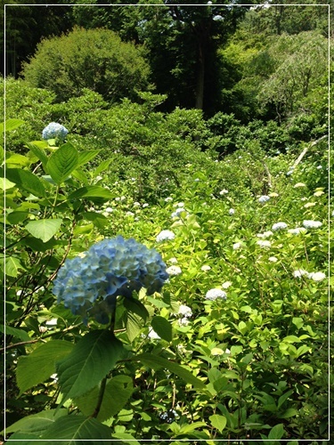 花と団子は両方とも♪　 ~6月の鎌倉散歩～_b0289710_07122712.jpg