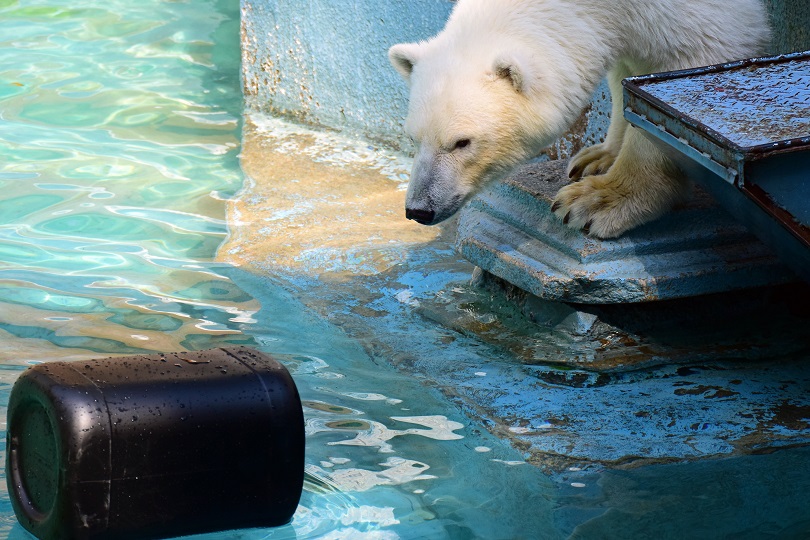 ロシアのノヴォシビルスク市長が日本の原田駐露大使に大阪・天王寺動物園のシルカへの配慮を要請_a0151913_016382.jpg