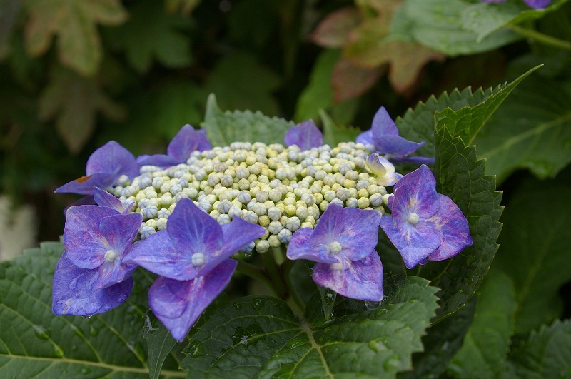 小さな紫陽花道_e0175614_16472472.jpg