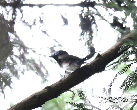 高尾方面 サンコウチョウ 6.2.2015_e0276114_728312.jpg