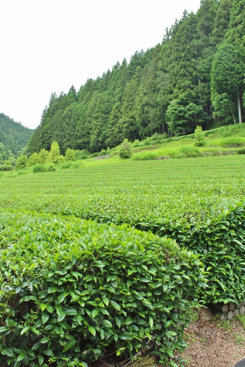 豊根のお茶！！！_b0220318_555047.jpg