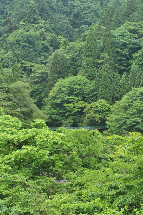 豊根のお茶！！！_b0220318_5591663.jpg