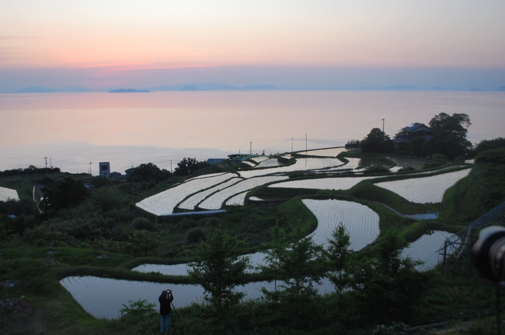 キンリョウヘンの植え替え用土_f0176521_19331528.jpg