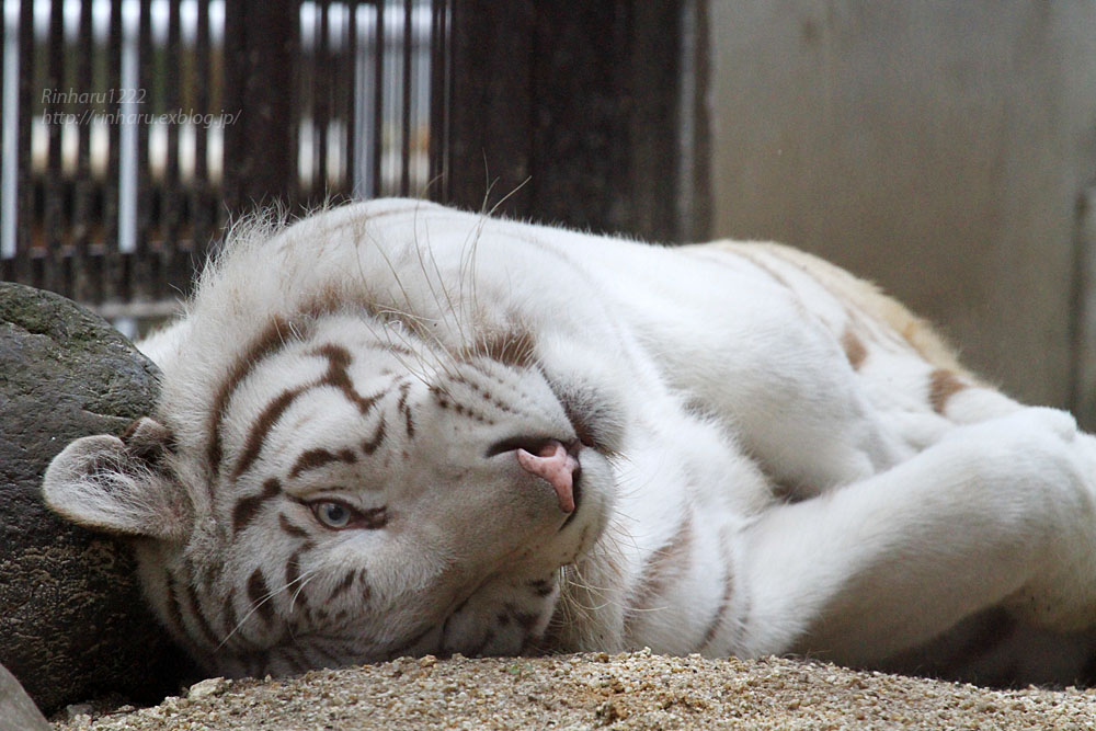 2015.6.6 宇都宮動物園☆ホワイトタイガーのアース【White tiger】_f0250322_1847177.jpg