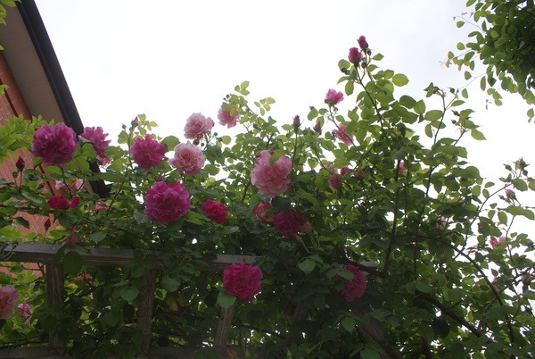 f0170524_931647.jpg