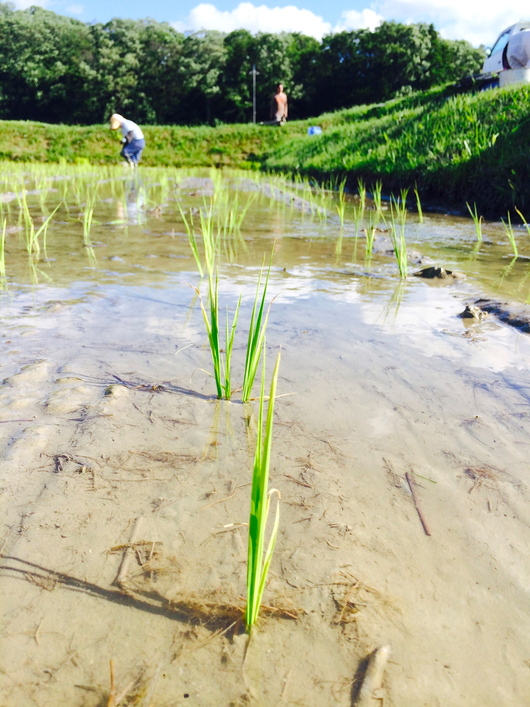 作り置きお惣菜＆無事に田植えが終わりました_b0299028_23102025.jpg