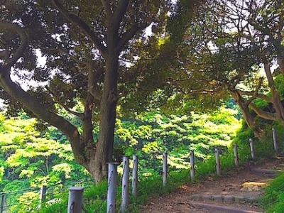 ヤマトタケル ⑬ 古代稲荷跡 〜 走水神社_a0300530_1522559.jpg