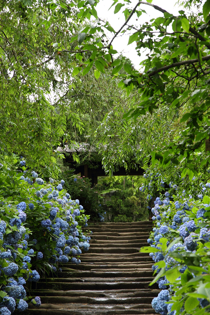 鎌倉散歩　#52 －紫陽花の北鎌倉巡り（明月院・前編）－_b0169330_742068.jpg