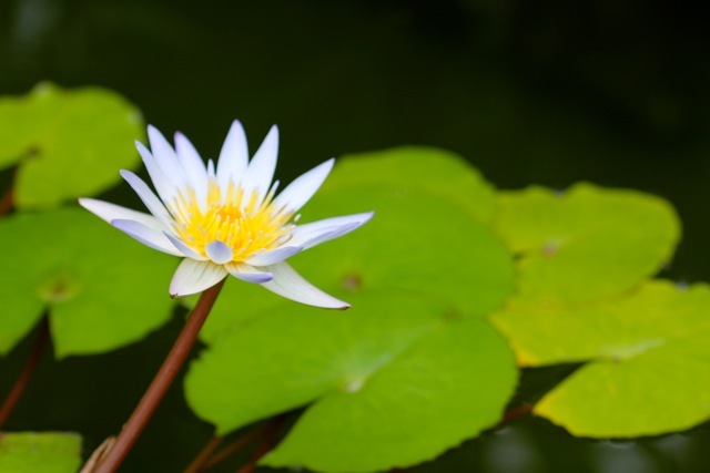 【神奈川県立フラワーセンター大船植物園】part 4_f0348831_18322096.jpg