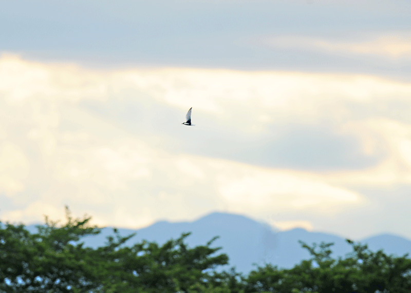 d0290240_21221999.gif