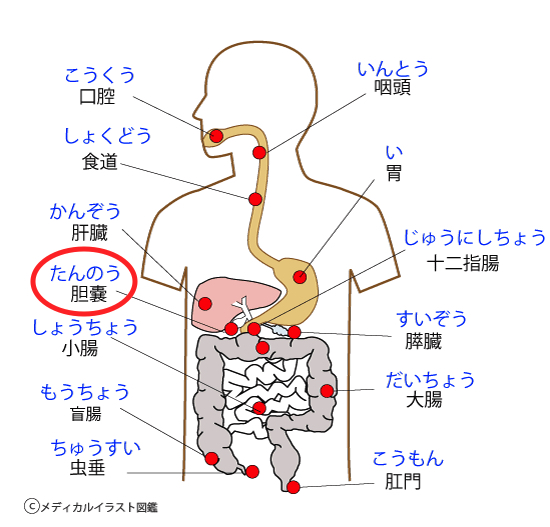 3種類の「右腰が痛い」〜ある日の施術より〜_e0073240_727479.jpg