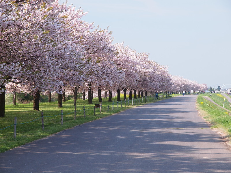 北信ドライブ　part.1　　　〈千曲川堤防の桜堤〉　　　Apr. 29, 2015_a0106043_1532165.jpg