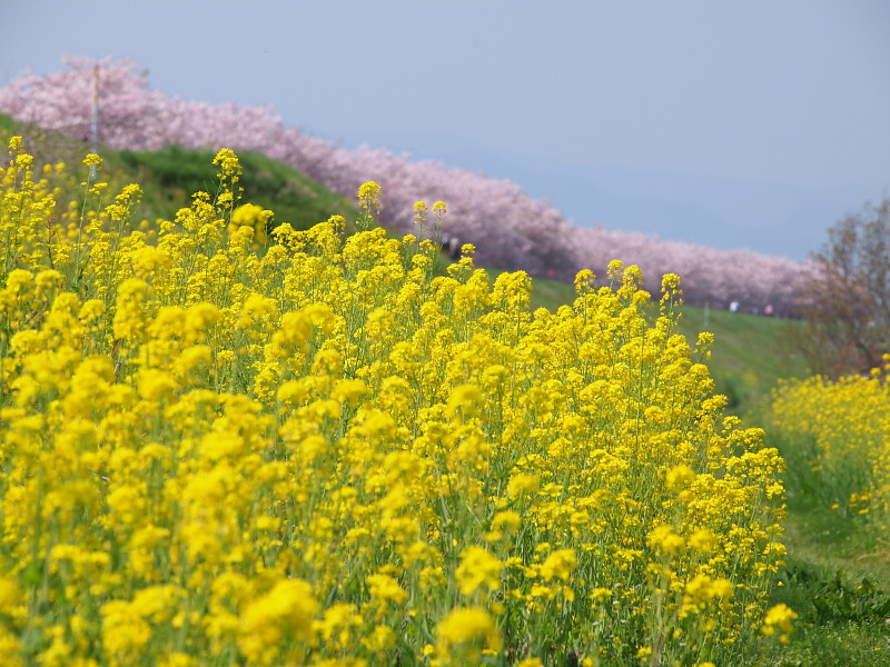 北信ドライブ　part.1　　　〈千曲川堤防の桜堤〉　　　Apr. 29, 2015_a0106043_15381458.jpg