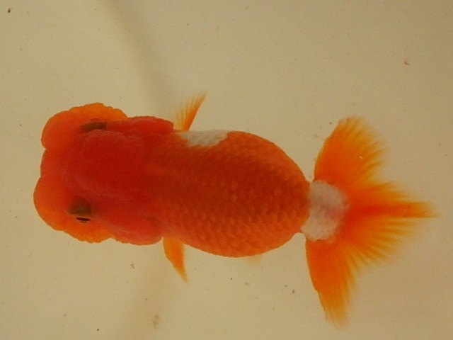 f0334143_8471247.jpg