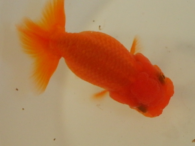 f0334143_8481072.jpg