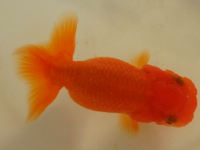 f0334143_848384.jpg