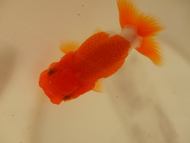 f0334143_8495930.jpg