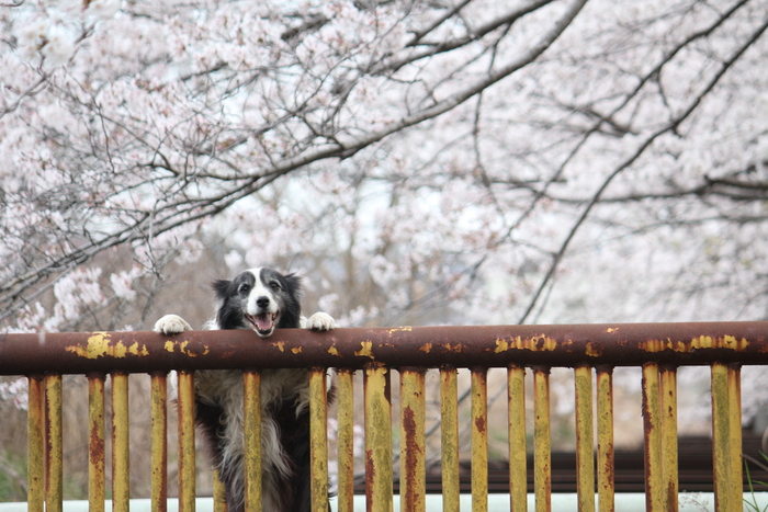 犬の笑顔フォトコン入賞_a0293945_1711166.jpg