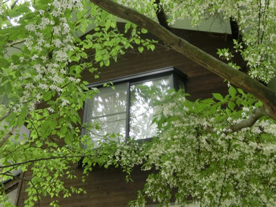 エゴノキの花、満開です_f0019247_22574196.jpg