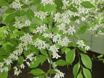 エゴノキの花、満開です_f0019247_23727.jpg