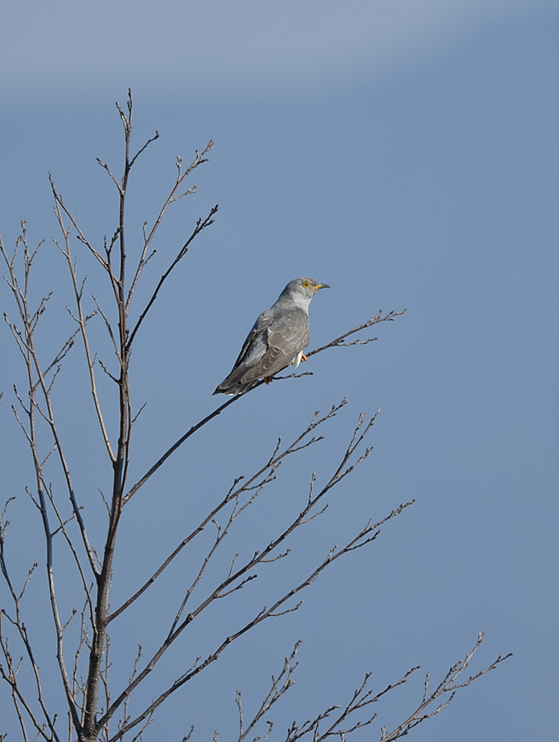 カッコウ……草原の野鳥を見に行く３_c0042548_1141169.jpg