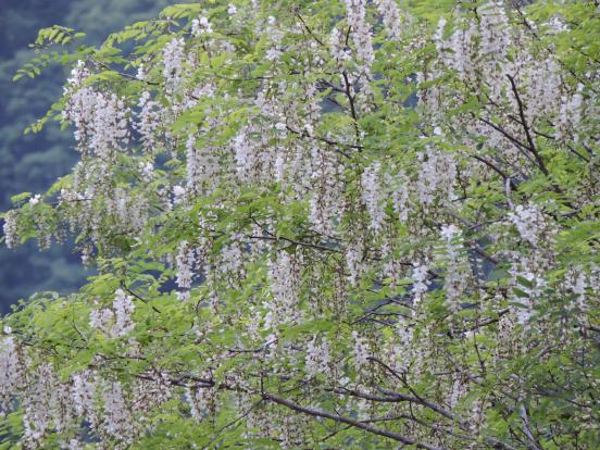 北軽井沢の美しいもの_c0341450_22114344.jpg