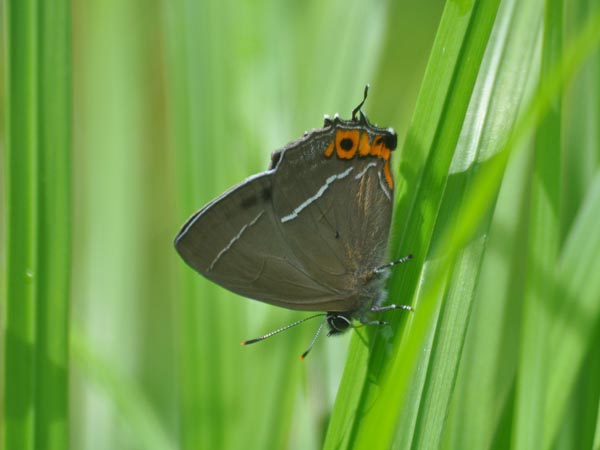 栃木のウラミスジシジミ（開翅）など_c0045352_17504512.jpg