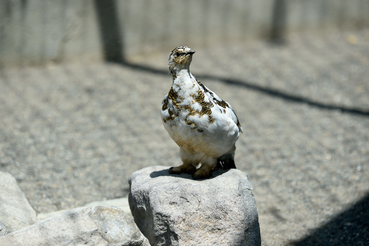 雷鳥 動物園へ行こう