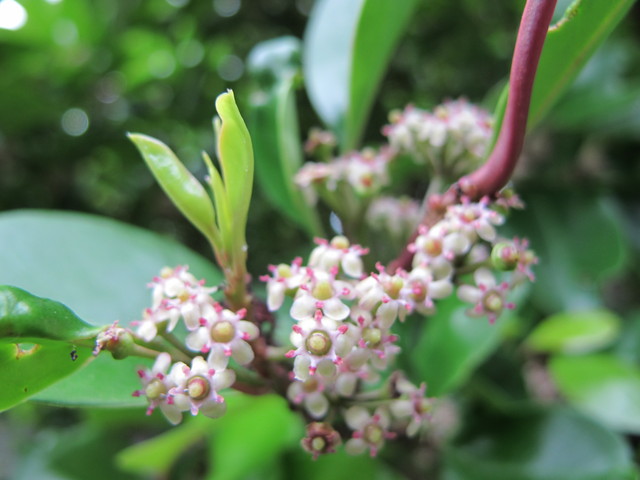 黒鉄黐の花 ひげ爺の花便り