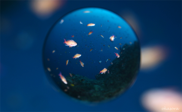 魚を鼓舞する男☆みなべ・田辺_e0158261_1042328.jpg