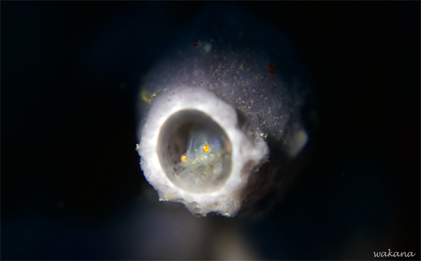 魚を鼓舞する男☆みなべ・田辺_e0158261_10423856.jpg