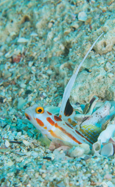 魚を鼓舞する男☆みなべ・田辺_e0158261_1042433.jpg